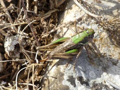 Amedegnatiana vicheti